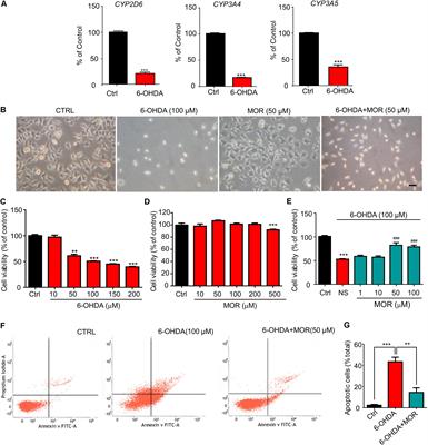 The Neuroprotection of Low-Dose Morphine in Cellular and Animal Models of Parkinson’s Disease Through Ameliorating Endoplasmic Reticulum (ER) Stress and Activating Autophagy